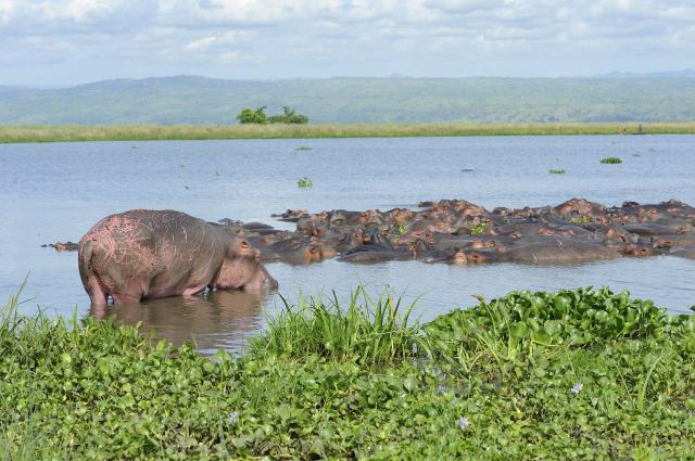 <p>Uganda - Hroši na Victoria Nile</p>