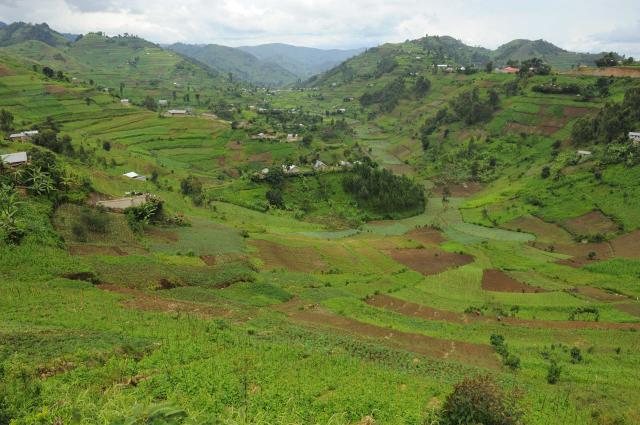 <p>Uganda - Čajové plantáže v okolí Fort Portal</p>