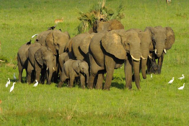 <p>Uganda - Sloni v NP Murchison Falls</p>