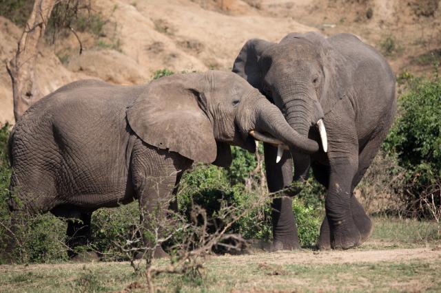 <p>Uganda - sloni na kanálu Kazinga - foto M. Grmolenská</p>