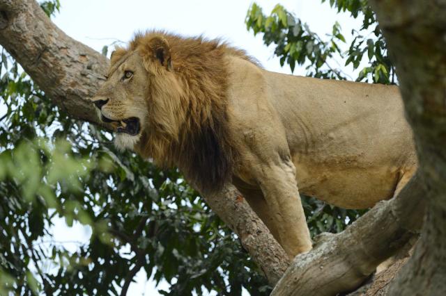<p>Uganda - Lev na vyhlídce</p>