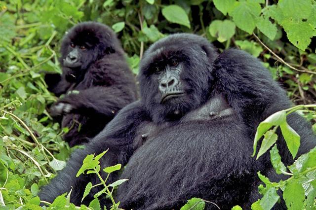 <p>Uganda - Siesta goril v NP Bwindi</p>