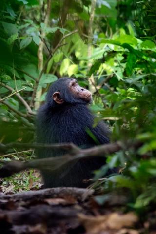 <p>Uganda - šimpanz v kaňonu Kyambura - foto M. Grmolenská</p>