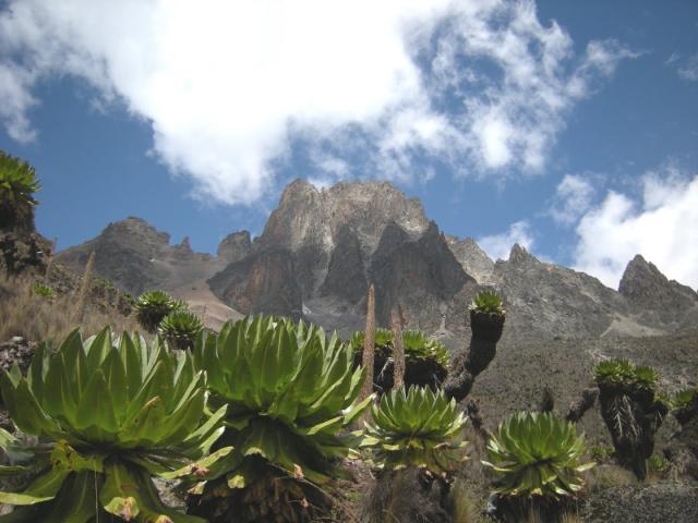 Uganda - Ruwenzori - horské gorily