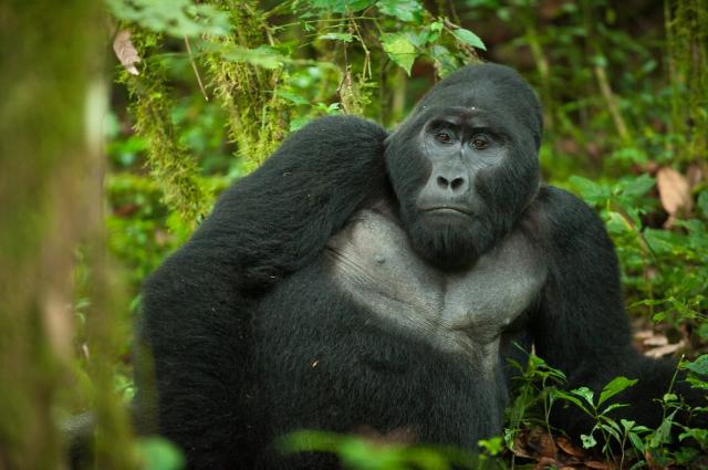 Uganda - Ruwenzori - horské gorily