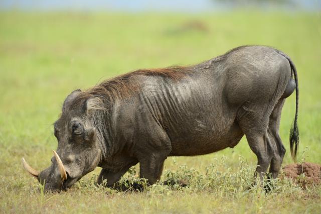 Uganda - Ruwenzori - horské gorily