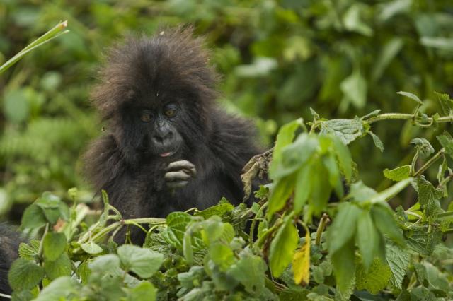 Uganda - Ruwenzori - horské gorily