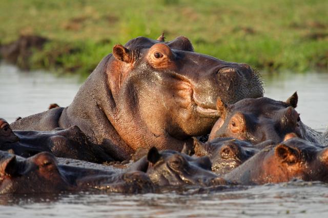 Uganda - Ruwenzori - horské gorily