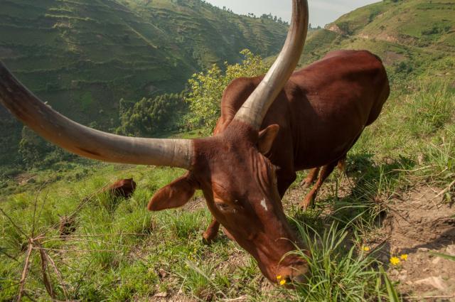 Uganda - Ruwenzori - horské gorily