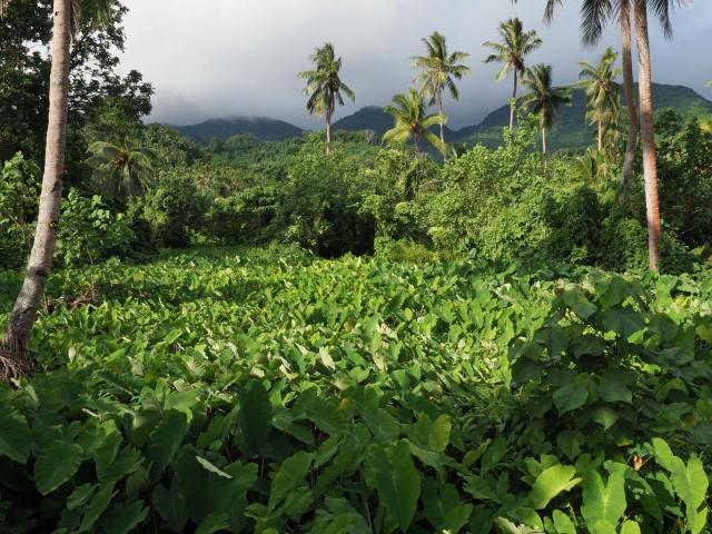 Vanuatu - Fidži