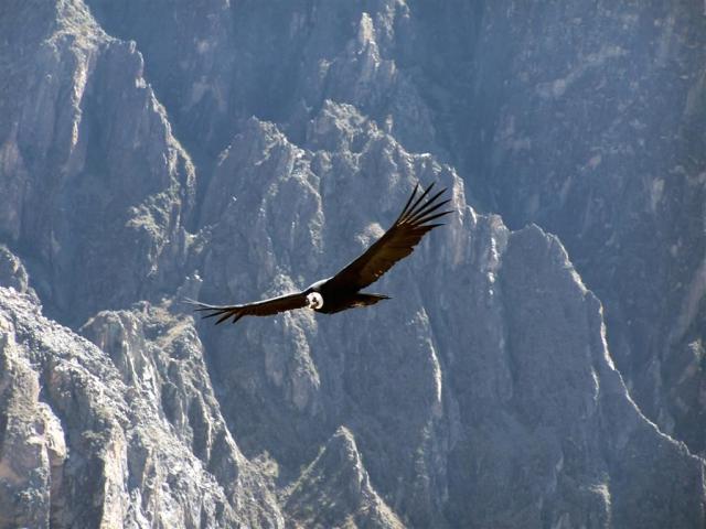 dreamstime_xxl_609365_condor (Copy).jpg