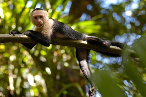 Tortuguero 9.jpg