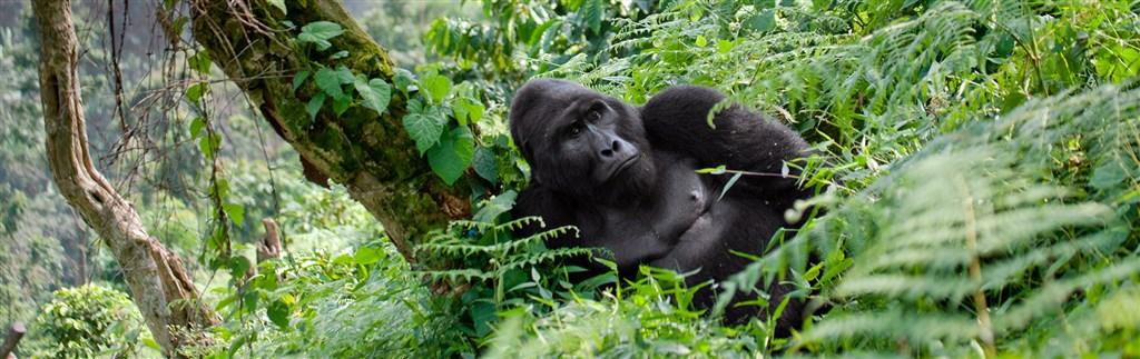 Safari v Ugandě - Cesta za gorilami s českým průvodcem