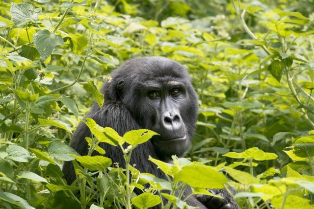 1. Uganda_pozorování goril v Bwindi.jpg