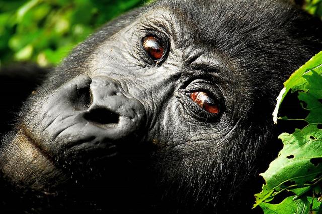 Uganda_pozorování goril.jpg