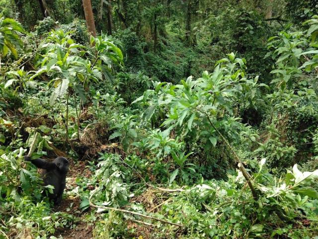 gorily v bwindi.jpg