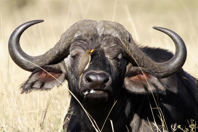 Uganda_safari_buvol.jpg