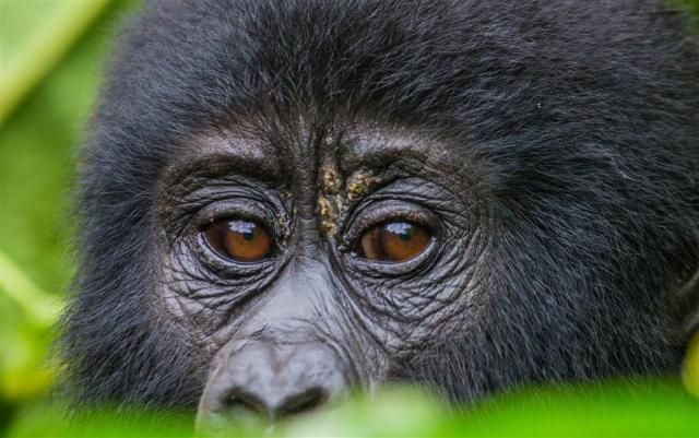 Uganda_gorily.jpg
