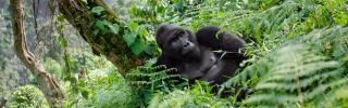 Safari v Ugandě - Cesta za gorilami s českým průvodcem