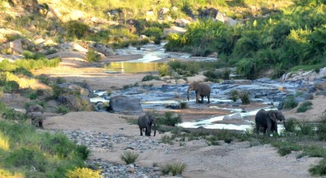 Jihoafrická republika-Balule Private Nature Reserve-sloni.jpg