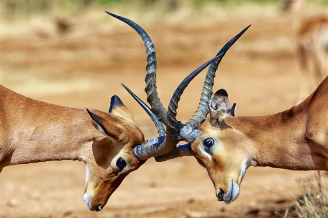 Keňa_Samburu_impala.jpg