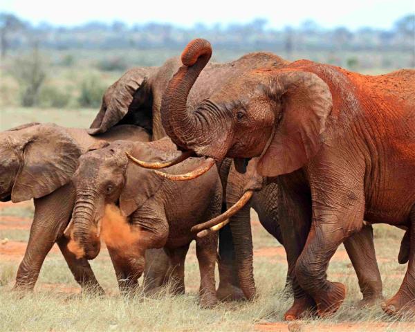 Kena-Tsavo-East-red elephant1.jpg