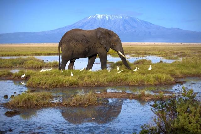 Kena_Amboseli_Kilimanjaro_slon.jpg