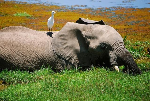 Kena_Amboseli_slon_trava.jpg