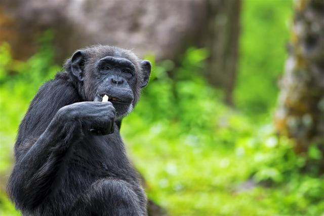 Rwanda_Nyungwe_šimpanz.jpg