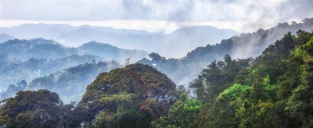 Rwanda_Nyungwe_krajina.jpg