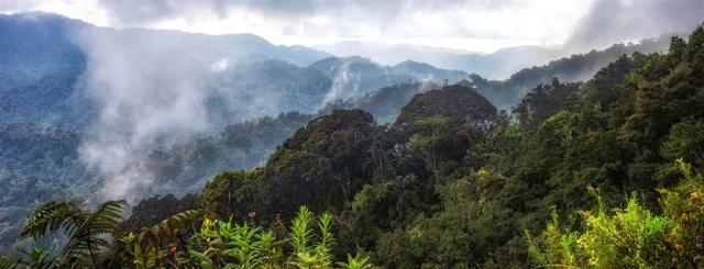 Rwanda_Nyungwe_krajina2.jpg