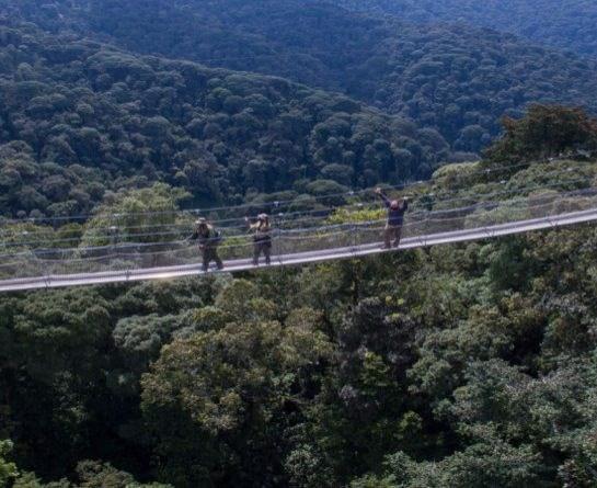 Nyungwe-Forest-National-Park-1-962x446x208x0x545x446x1678865591