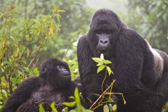 Rwanda_Vulcanoes_gorila2.jpg