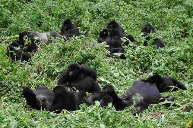 Rwanda_Vulcanoes_gorila3.jpg
