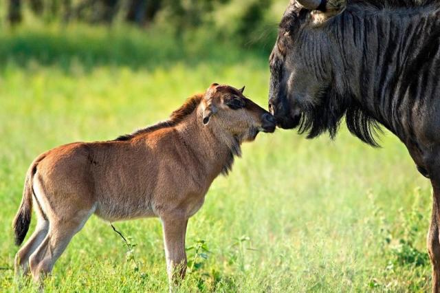 Tanzanie_Serengeti South_telení pakoňů.jpg
