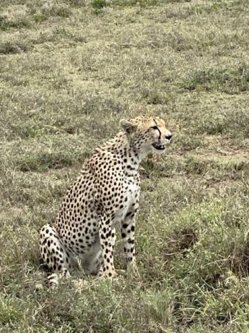 Tanzanie_Serengeti_gepard.JPG