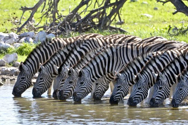 Tanzanie_Serengeti_zebry1.jpg