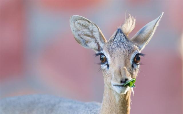 Keňa_Tsavo East_dik dik.jpg