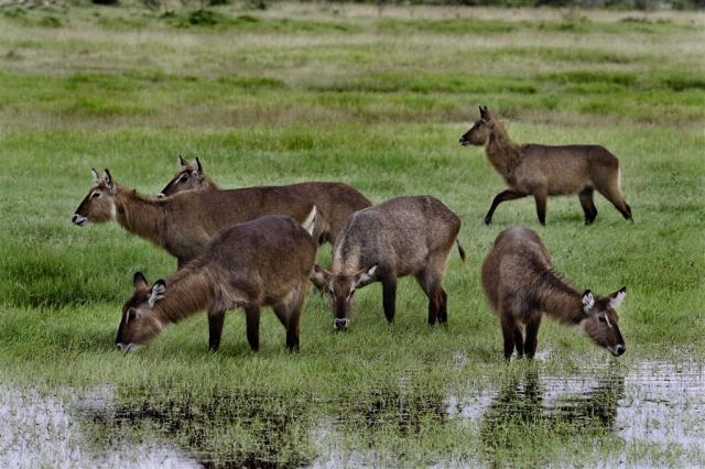 Lake Nakuru_vodušky.jpg