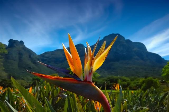 dreamstime_xxl_5374019_kirstenbosch.jpg