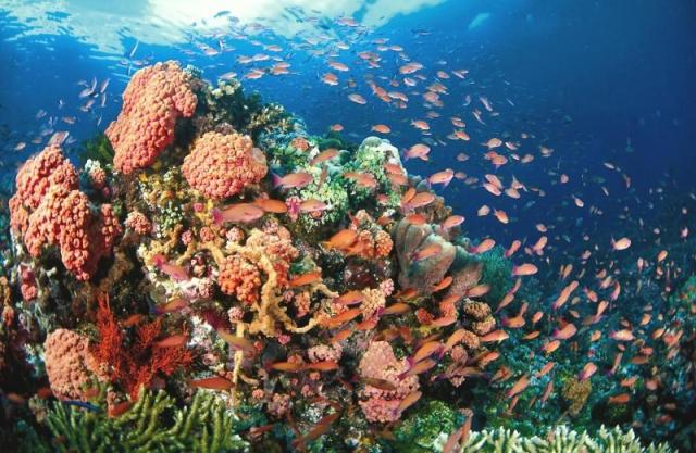 4-corals-marine-life.jpg