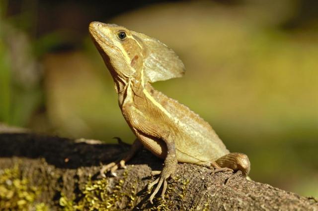 lizard.jpg