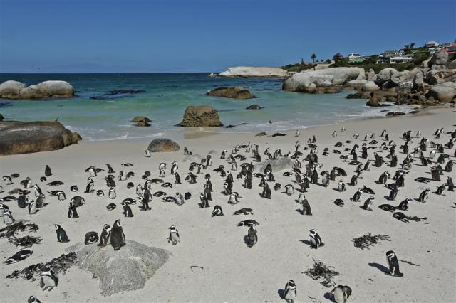 pinguins.jpg