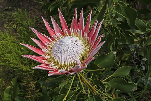 protea.jpg