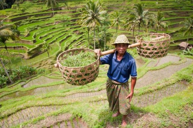 BALI-VARIOUS-(7).jpg