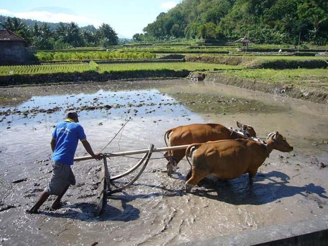 Bali-farmar.jpg