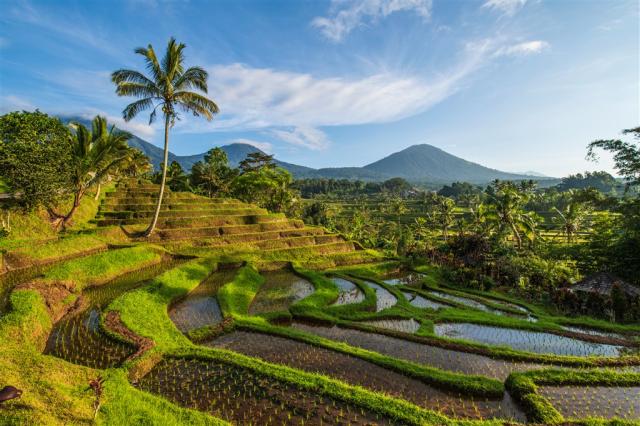 Bali rice fields2.jpg