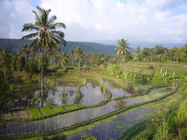 BALI-1.jpg