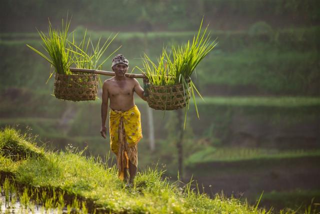 Bali - farmer.jpg