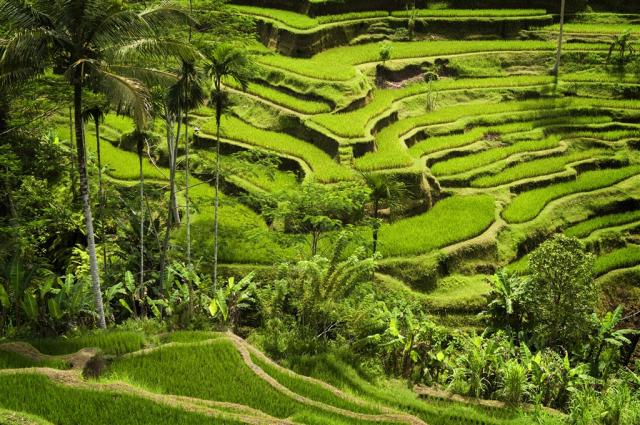 Bali rice fields 4.jpg